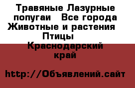 Травяные Лазурные попугаи - Все города Животные и растения » Птицы   . Краснодарский край